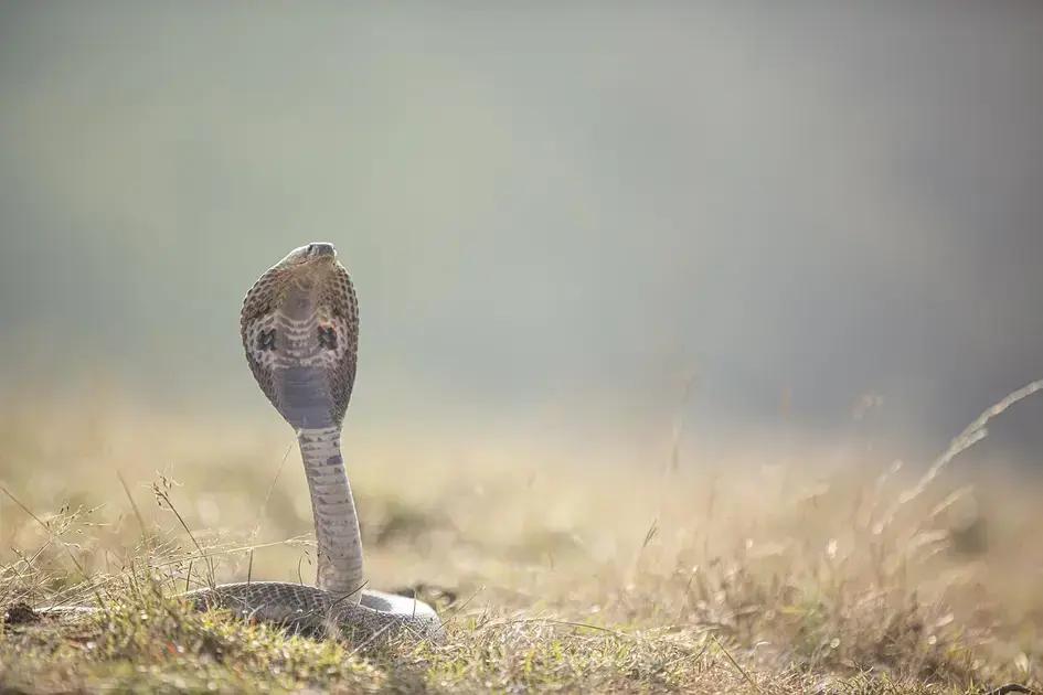 Contexto do sonho: cenário e interações